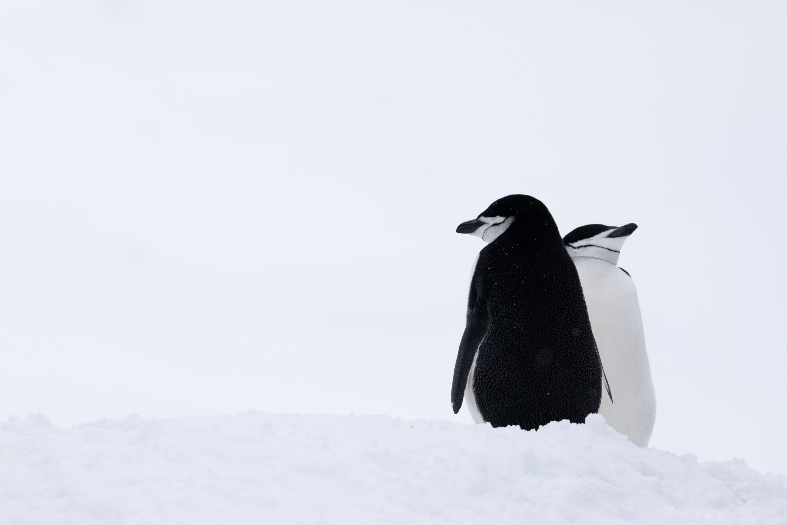 Antarctica Yacht Charter