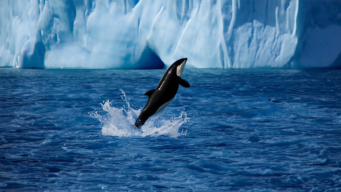 Antarctica Yacht Charter | Expedition in the White Continent