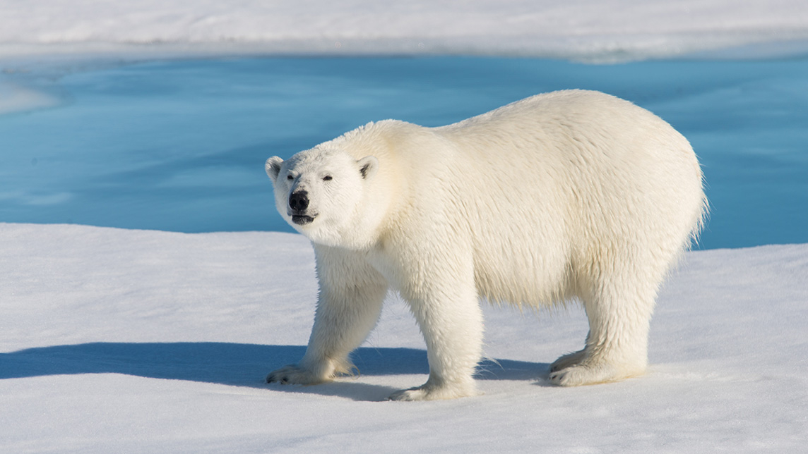 Antarctica Superyacht Charter