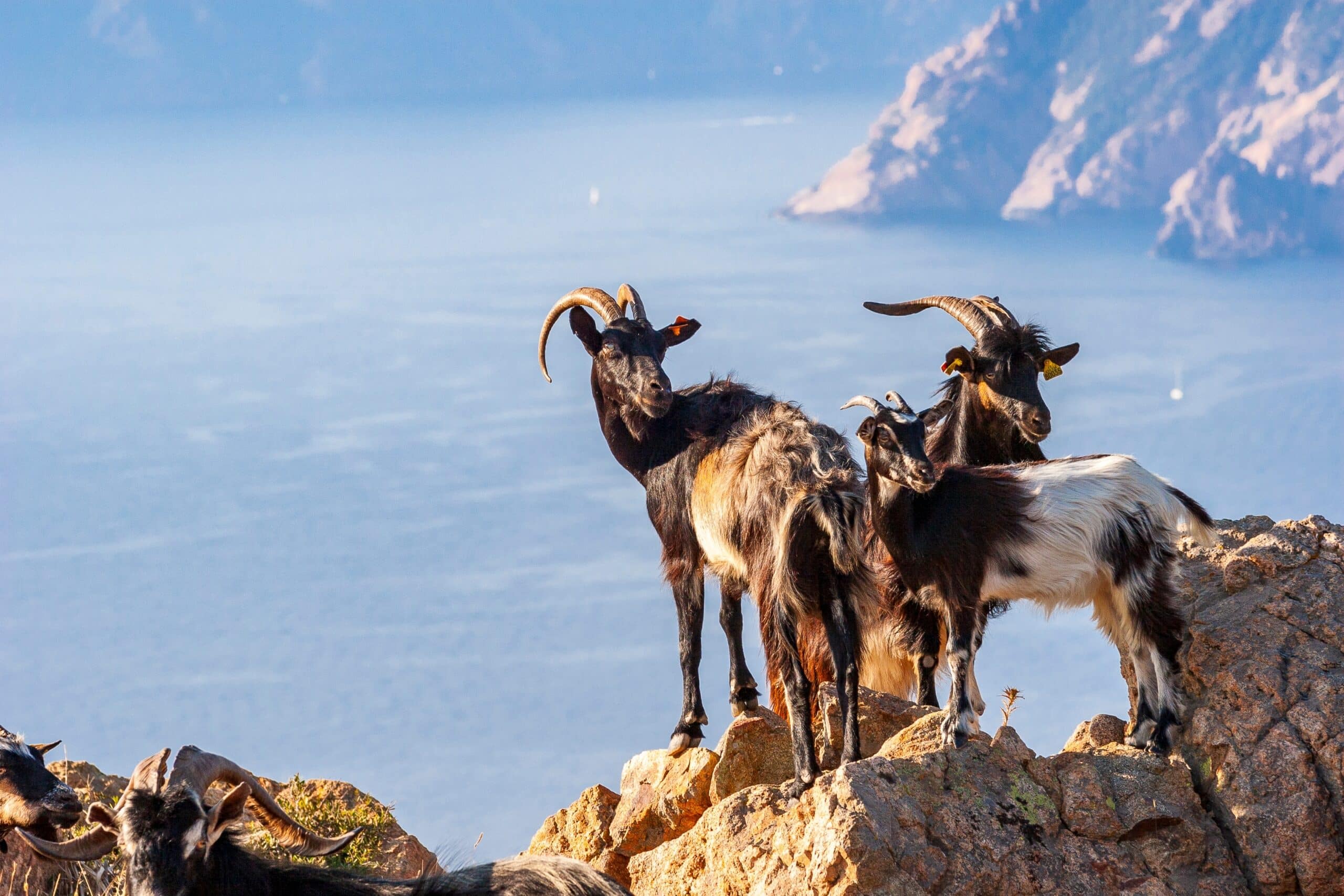 A yacht charter guide through Corsica, France